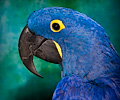 Hyacinth Macaw at the Rocky Mountain Bird Expo