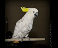 Top Hogs perfoming at the Rocky Mountain Bird Expo