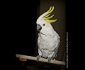 Top Hogs perfoming at the Rocky Mountain Bird Expo