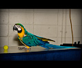 Top Hogs perfoming at the Rocky Mountain Bird Expo