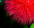 Bottle Brush