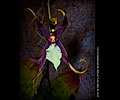 Orchid
