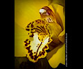 Orchid