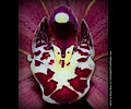 Orchid