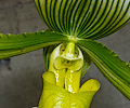 Orchid