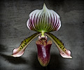 Orchid