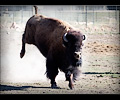 CSU bison shoot