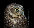 Burrowing Owl