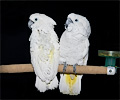 Cockatoos
