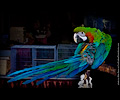 Harlequin Macaw