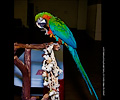 Harlequin Macaw