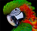 Harlequin Macaw
