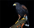 Harris Hawk
