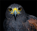 Harris Hawk