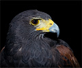 Harris Hawk