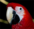 Ruby Macaw