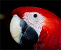 Ruby Macaw