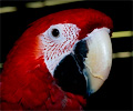 Ruby Macaw