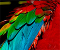 Ruby Macaw