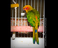 Sun Conure