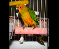 Sun Conure