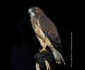 Swainson's Hawk