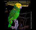 Yellow-headed Amazon Parrot
