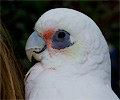 Bare-eyed Cockatoo