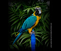 Blue and Gold Macaw