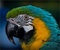Blue and Gold Macaw