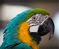 Blue and Gold Macaw