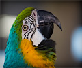 Blue and Gold Macaw