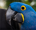 Blue Hyacinth Macaw