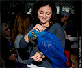 Blue Hyacinth Macaw