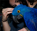 Blue Hyacinth Macaw