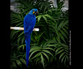 Blue Hyacinth Macaw