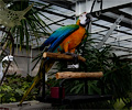 Catalina Macaw
