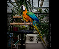 Catalina Macaw