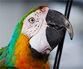 Catalina Macaw