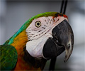 Catalina Macaw