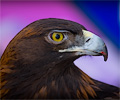 Golden Eagle