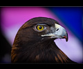 Golden Eagle