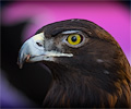 Golden Eagle