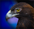 Golden Eagle