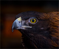 Golden Eagle