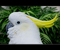 Greater Sulphur-crested Cockatoo