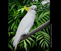 Greater Sulphur-crested Cockatoo