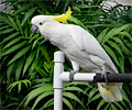 Greater Sulphur-crested Cockatoo