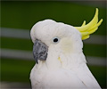 Greater Sulphur-crested Cockatoo