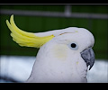 Greater Sulphur-crested Cockatoo